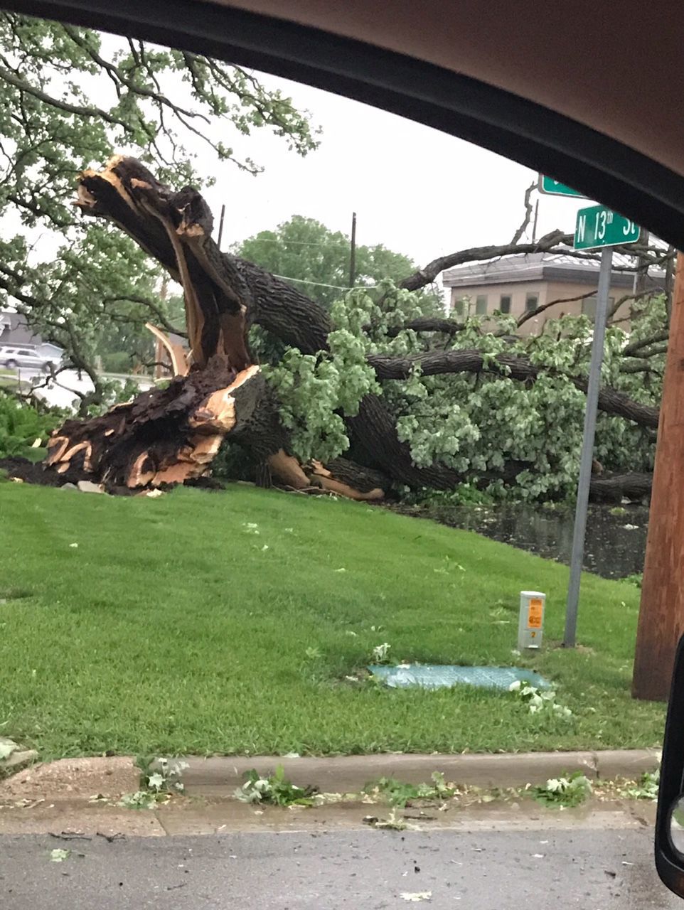 Uprooted tree